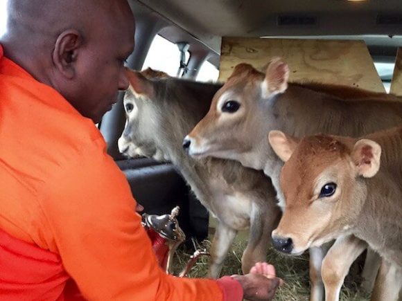 A Small Act Of Mercy: LIBMC – Northville Buddhist Center Saves Four Baby Calves